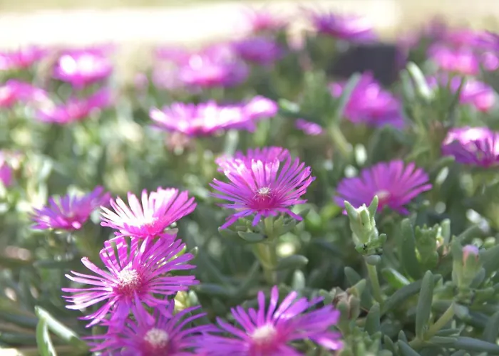 Luger Eg * Ражань